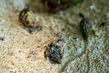 Hermit crab