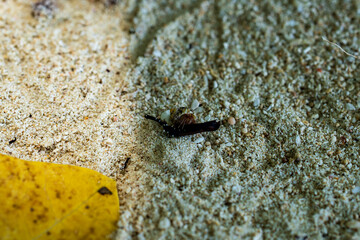 Hermit crab