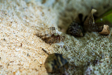 Hermit crab