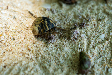 Hermit crab