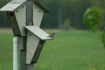 bird house on a fence