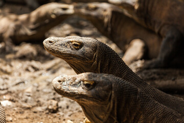 Several Komodo dragons hiding in the shade in Komodo island