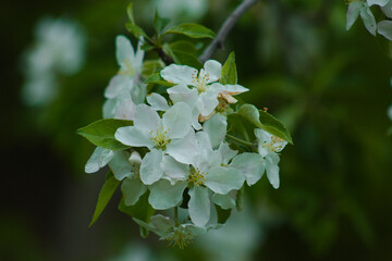 apple blossoms