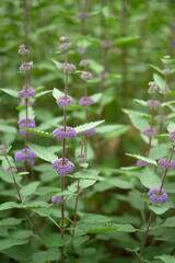 herb(common bluebeard)