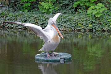 Krauskopfpelikan ( Pelecanus crispus ).