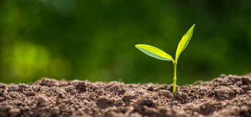 panorama small tree growing with sunrise. green world and earth day concept