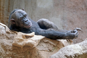 Bonobo ( Pan paniscus ) .
