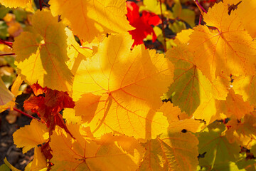 Naklejka na ściany i meble Grape yellow leaf close-up on a blurry background. Colorful autumn background. Leaves in bright sunlight view from below. Ripe grapes, the concept of harvesting, maturation. Full frame orange leaves