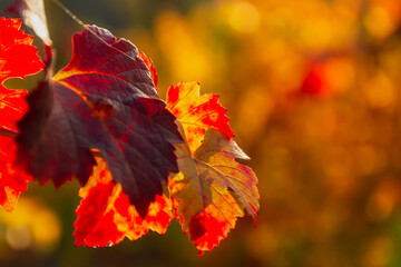 background. Colorful autumn background. Leaves in bright sunlight view from below. Ripe grapes, the concept of harvesting, maturation. Full frame red-orange leaves