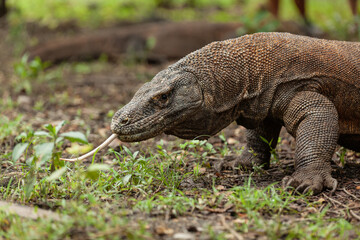 Komodo dragon walking with its forked tongue out