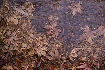 maple leaves on the ground