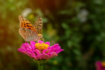 Butterfly Vanessa is orange on a pink flower in the sunlight. Macrophotography of wildlife. The butterfly pollinates the flowers of purple zinnia. In the evening, bright rays of the sun.