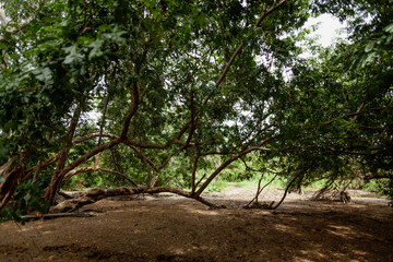 Fototapeta na wymiar Tree with an unusual branches in the monsoon forest 