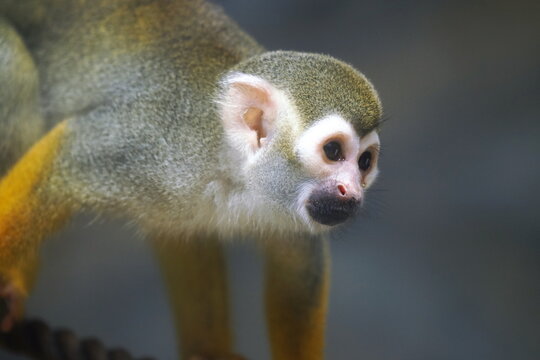 コモンリスザル 画像 参照 6 555 Stock 写真 ベクターおよびビデオ Adobe Stock