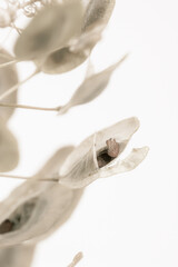Round oval shape  dried beige soft mist effect flowers pale color buds on light background vertical macro