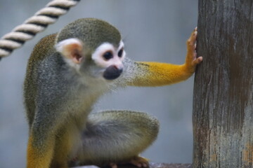 可愛いコモンリスザル