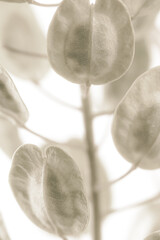Runde ovale Form getrocknete Blumen Vintage weiche Nebeleffekt-Farbknospen verzweigen sich auf hellem Hintergrund vertikales Makro