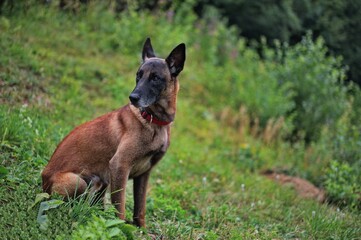 Portrait of Belgian Shepherd sitting in nature
