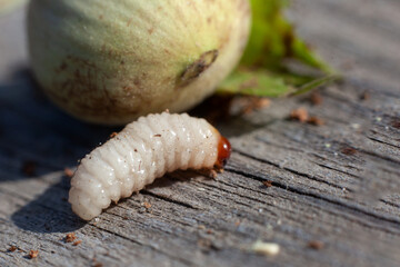a white caterpillar lies on a table next to the Macro hazelnut.