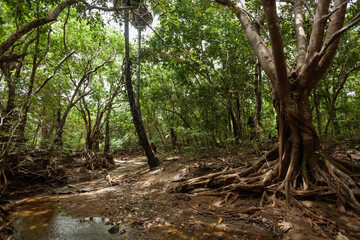 A tree with exposed roots in Komodo island's jungle