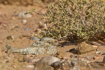 Egyptian Nightjar (Caprimulgus aegyptius), roosting on the sand, near Merzouga, Morocco.