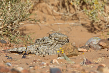 Egyptian Nightjar (Caprimulgus aegyptius), roosting on the sand, near Merzouga, Morocco.