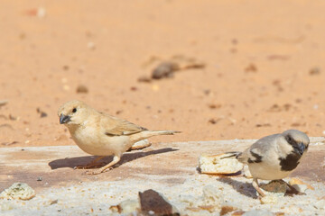 Desert Sparrow (Passer simplex), male and female pair, Merzouga, Morocco.