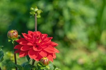 Red dahlia blossom. Light green bokeh in background. Copy space.