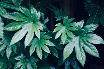 Moody image of lush green fatsia foliage showing leaf detail