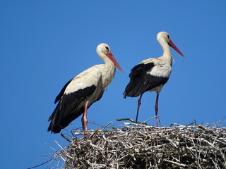 storks from the profile