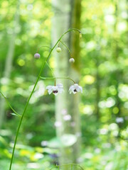 森の妖精 レンゲショウマ