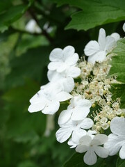 Sorbus white blossoms