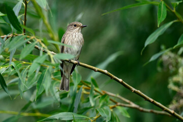 Grauschnäpper // Spotted flycatcher (Muscicapa striata) 