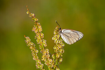 Black-veined White,Aporia crataegi, turkısh name alıç kelebeği