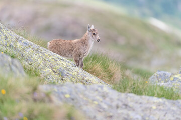 Fine art portrait of newborn in the Alps mountains (Capra ibex)