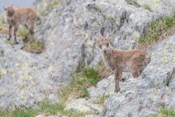 Puppies of Ibex mountain (Capra ibex)