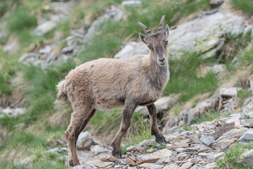 Naklejka na ściany i meble Beautiful portrait of Alpine ibex female in spring season (Capra ibex)