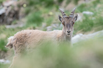 Beautiful portrait of Ibex female (Capra ibex)