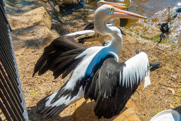 オーストラリアのゴールドコースト、バイロン・ベイ周辺の観光名所を旅行している風景 Scenes from a trip around Byron Bay, Gold Coast, Australia. 