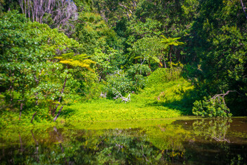 Fototapeta premium オーストラリアのゴールドコースト、バイロン・ベイ周辺の観光名所を旅行している風景 Scenes from a trip around Byron Bay, Gold Coast, Australia. 
