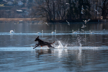 Hund springt durchs Wasser