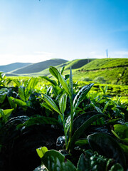 mountain view tea leaf plantation garden