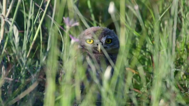 Little owl Athena noctua chick hiding in the grass, in the wild. Close up.
