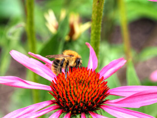Sonnenhut mit Hummel
