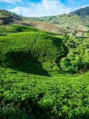 view of the tea garden on the hill