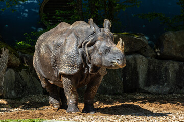 Fototapeta premium The Indian Rhinoceros, Rhinoceros unicornis aka Greater One-horned Rhinoceros