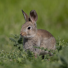 European rabbit, Common rabbit, Oryctolagus cuniculus sitting on a meadow at Munich
