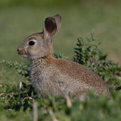 European rabbit, Common rabbit, Oryctolagus cuniculus sitting on a meadow at Munich