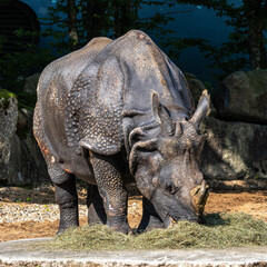 Fototapeta premium The Indian Rhinoceros, Rhinoceros unicornis aka Greater One-horned Rhinoceros