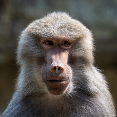 The hamadryas baboon, Papio hamadryas is a species of baboon